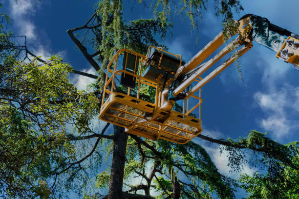 Best Tree Risk Assessment  in Grayslake, IL